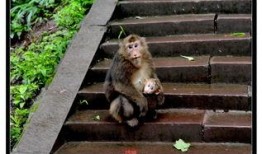 峨眉大盗在线观看,江湖传奇，在线揭秘