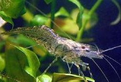 草虾养殖爆料方法视频